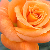 オレンジ色のバラの写真